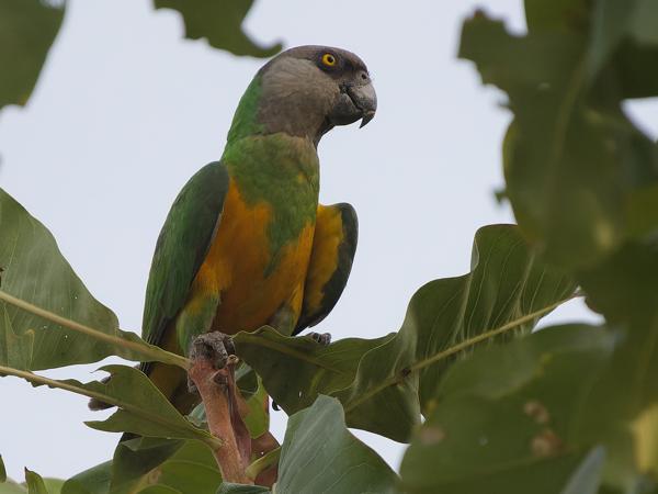 <h3><a href="/trips/gambia/biota/animalia/chordata/aves/027 psittaciformes/003 psittacidae/poicephalus senegalus/poicephalus senegalus-nl.html">Poicephalus&nbsp;senegalus</a> / Senegal&nbsp;parrot / Bonte&nbsp;boertje</h3>OM-1 Mark II met OLYMPUS M.150-400mm F4.5 TC, 1/2000 sec  bij F5.6, ISO 2000, afstand 18.6&nbsp;m